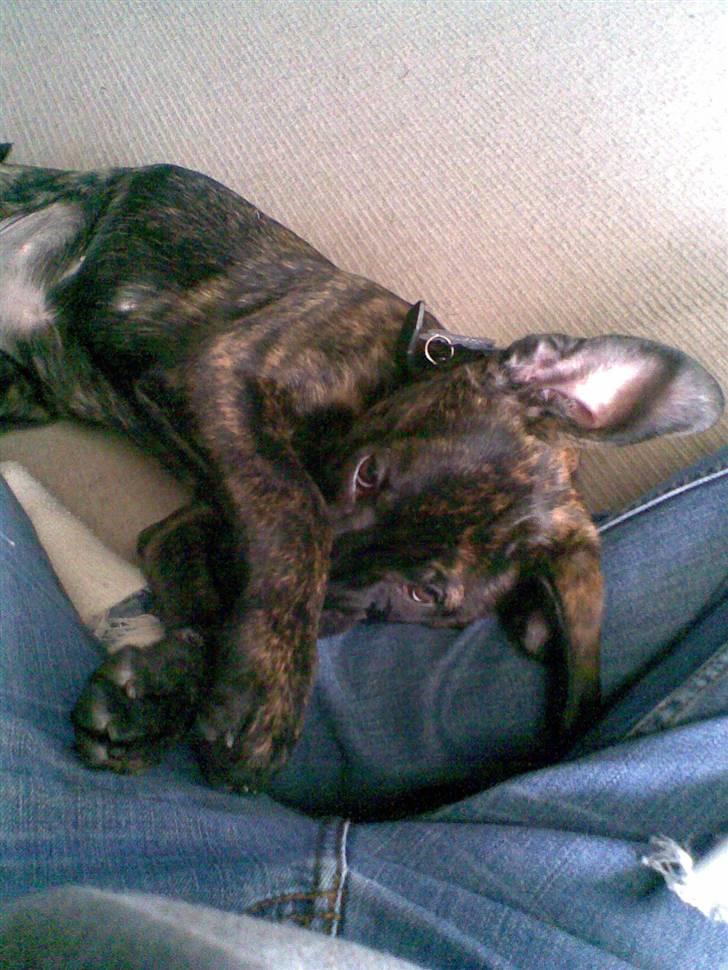 Amerikansk staffordshire terrier Sofie billede 6