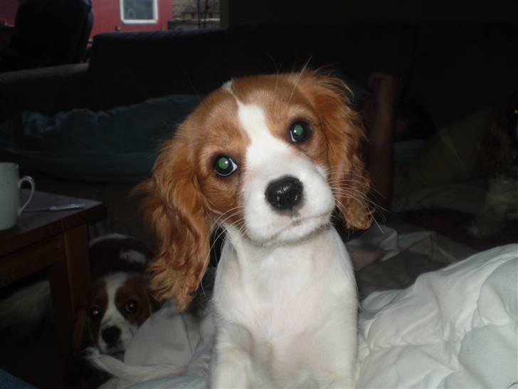 Cavalier king charles spaniel Cavasole's Fie - Hvaaa er det mig du snakker til??? billede 6