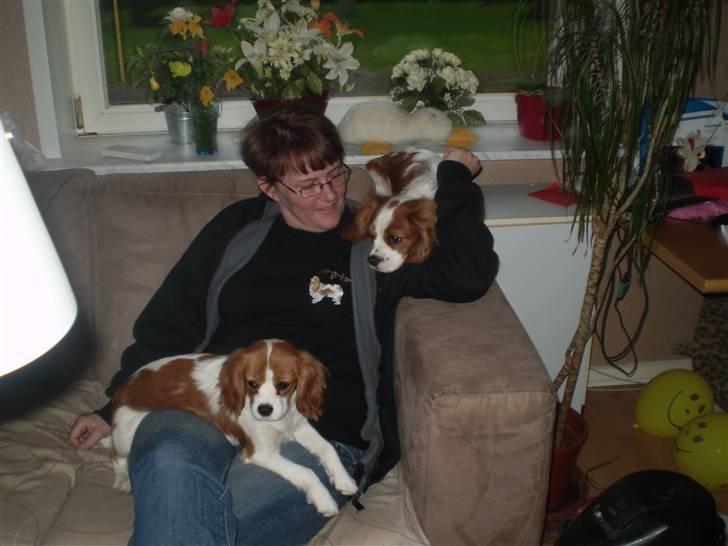 Cavalier king charles spaniel Cavasole's Fie - Mor med Fie på skødet og Amigo på Nakken.. billede 7