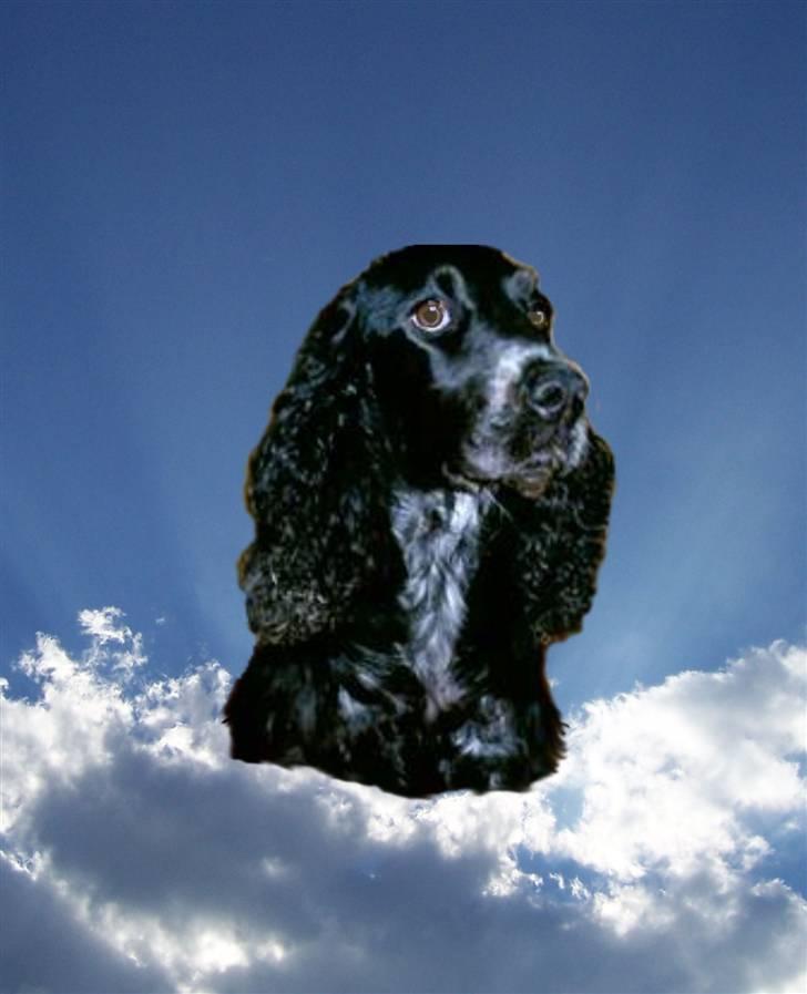 Cocker spaniel Bonnie (død 4 maj 2008)  billede 14