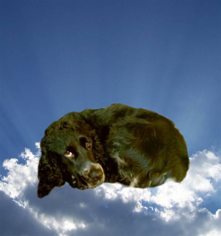 Cocker spaniel Bonnie (død 4 maj 2008)  billede 15