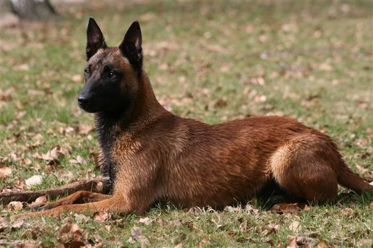 Malinois IPO3 Falco Mi-Ji - over regnbuen  - 9 mdr gammel  billede 11