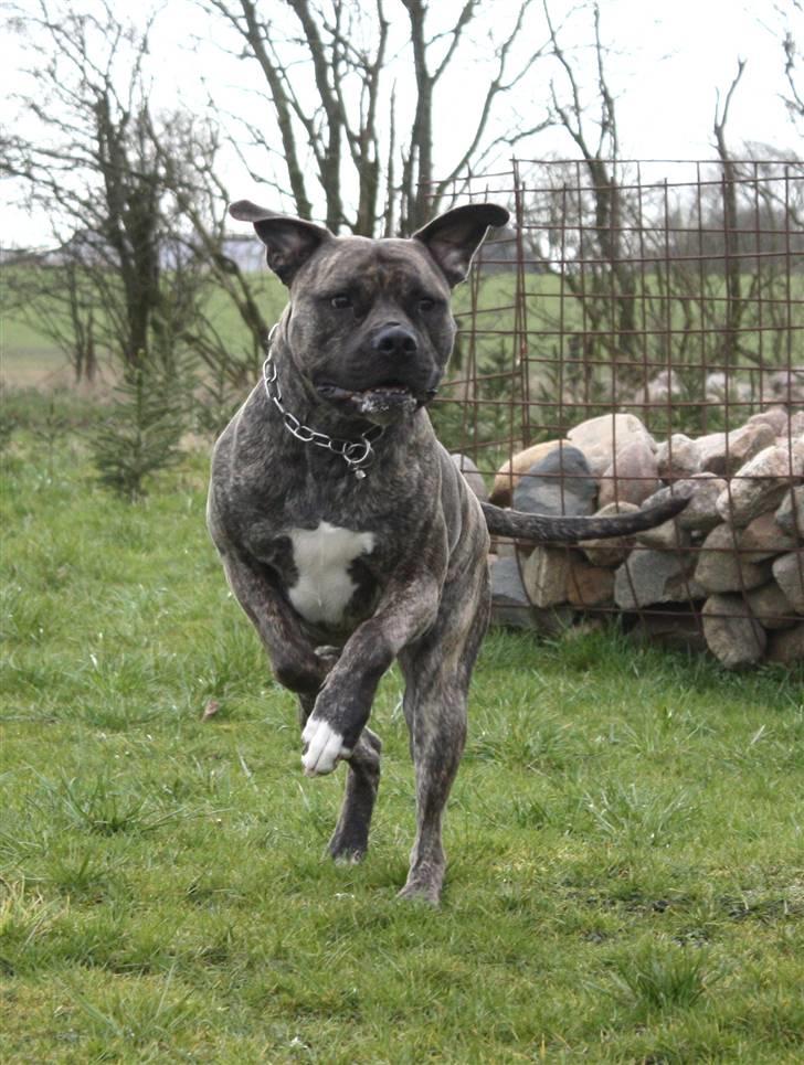 Blanding af racer Taco - Med flyveører.. Taget af Heidi billede 10