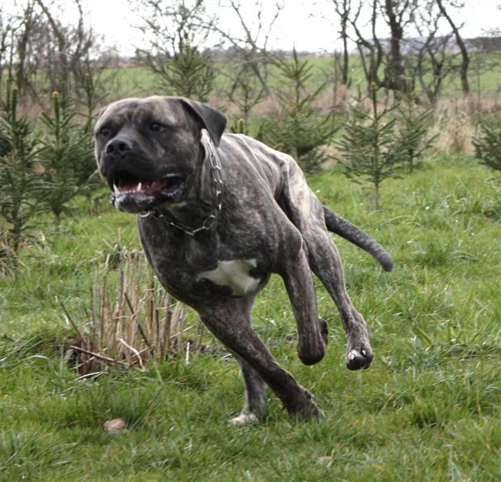 Blanding af racer Taco - For fuld udblæsning .. Taget af Heidi billede 11