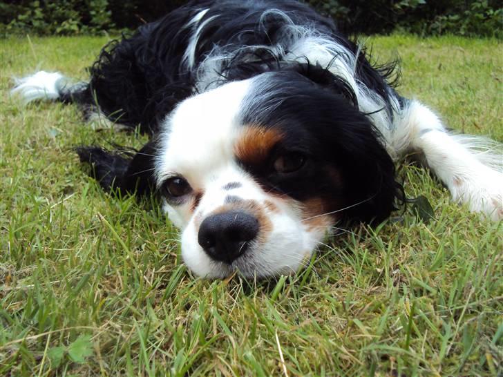 Cavalier king charles spaniel Albert  - 2#  billede 2
