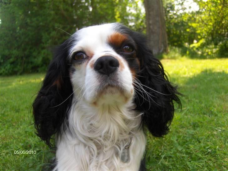 Cavalier king charles spaniel Albert  - 3# WTF! Tager du billede? :o billede 3