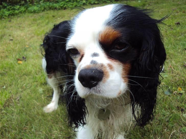 Cavalier king charles spaniel Albert  - Er jeg ikke fin? :D billede 4