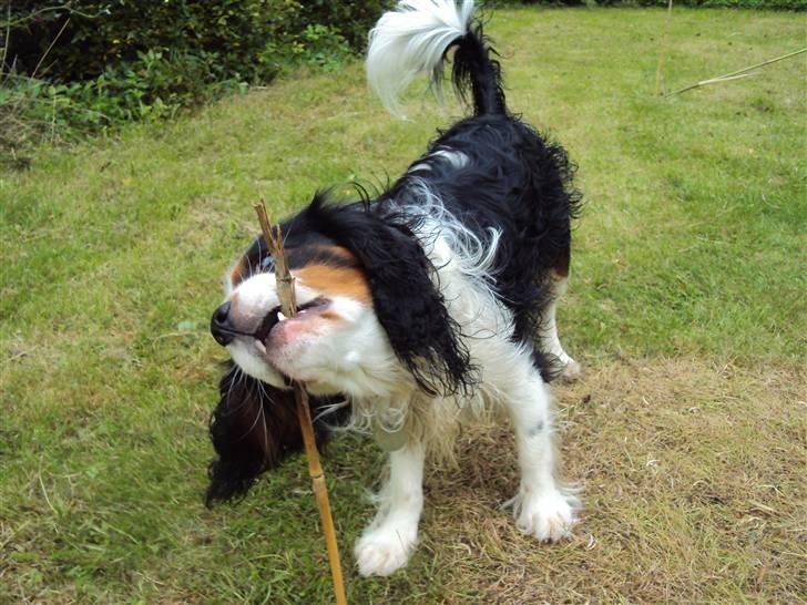 Cavalier king charles spaniel Albert  - Haha! :´D billede 5