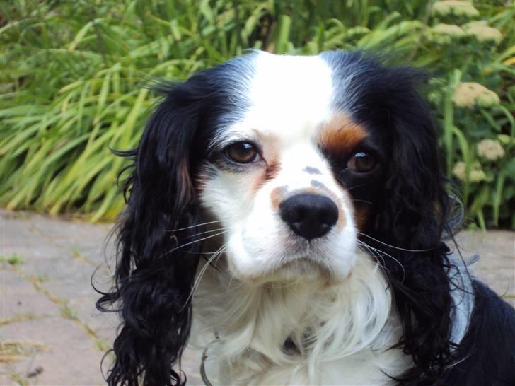 Cavalier king charles spaniel Albert  - haha (; billede 6