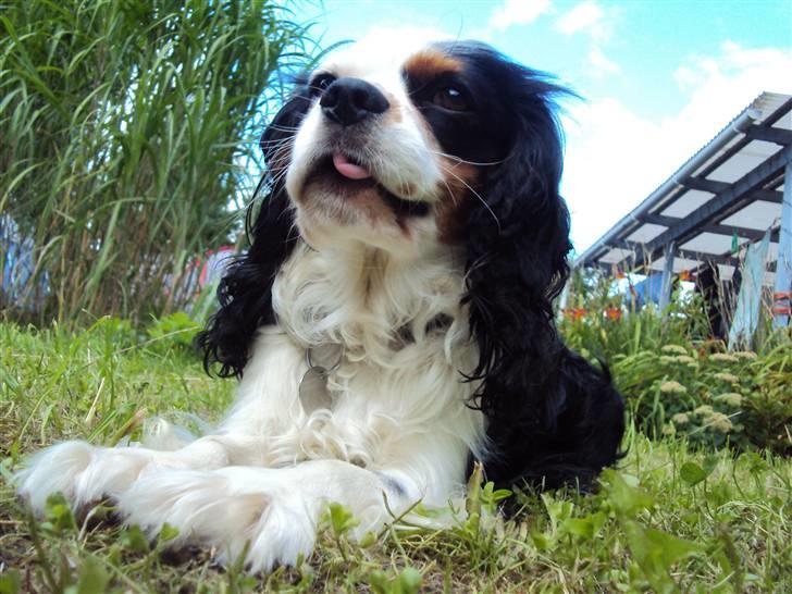 Cavalier king charles spaniel Albert  - Dette billede fortæller nærmest alt om Albert ;-) billede 7