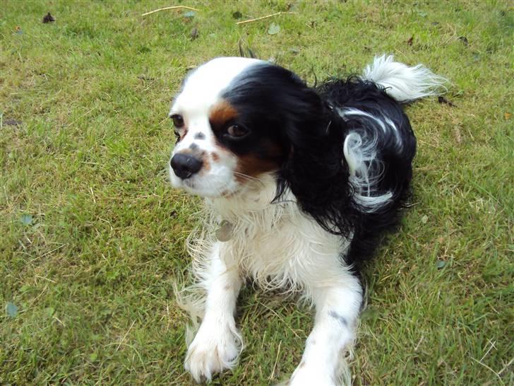 Cavalier king charles spaniel Albert  billede 8