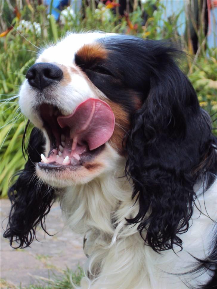 Cavalier king charles spaniel Albert  - Gaaaaab :P billede 9