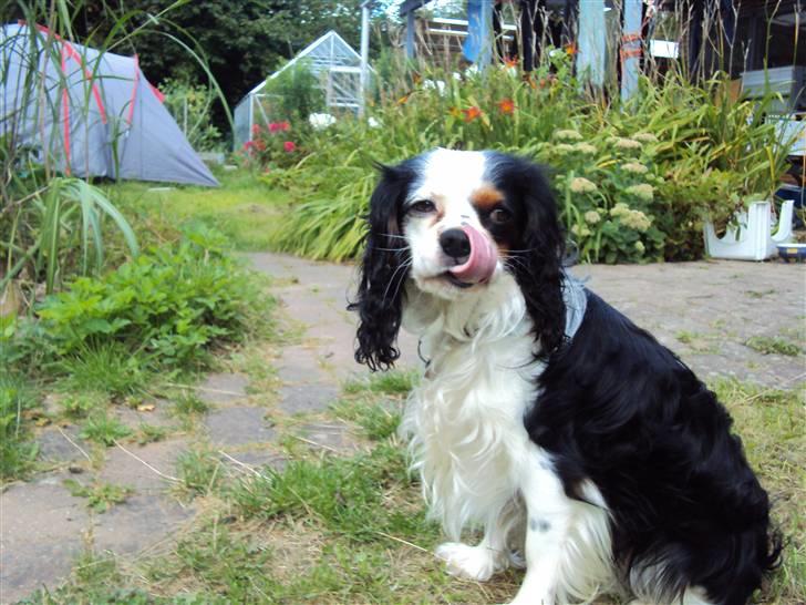 Cavalier king charles spaniel Albert  - :D billede 10