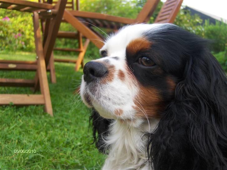 Cavalier king charles spaniel Albert  billede 11