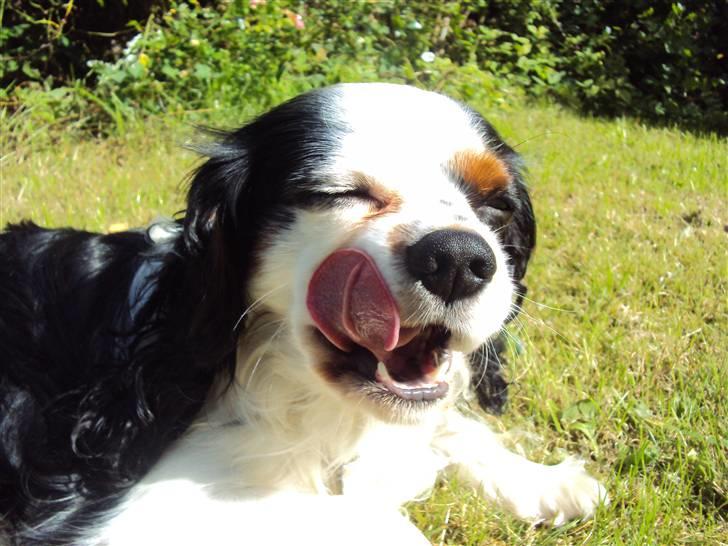 Cavalier king charles spaniel Albert  - Hehe (; billede 12