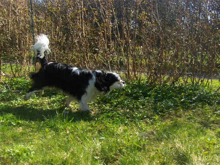 Cavalier king charles spaniel Albert  - Hvad laver i dér?! Kan i SÅ komme her! ;) billede 13
