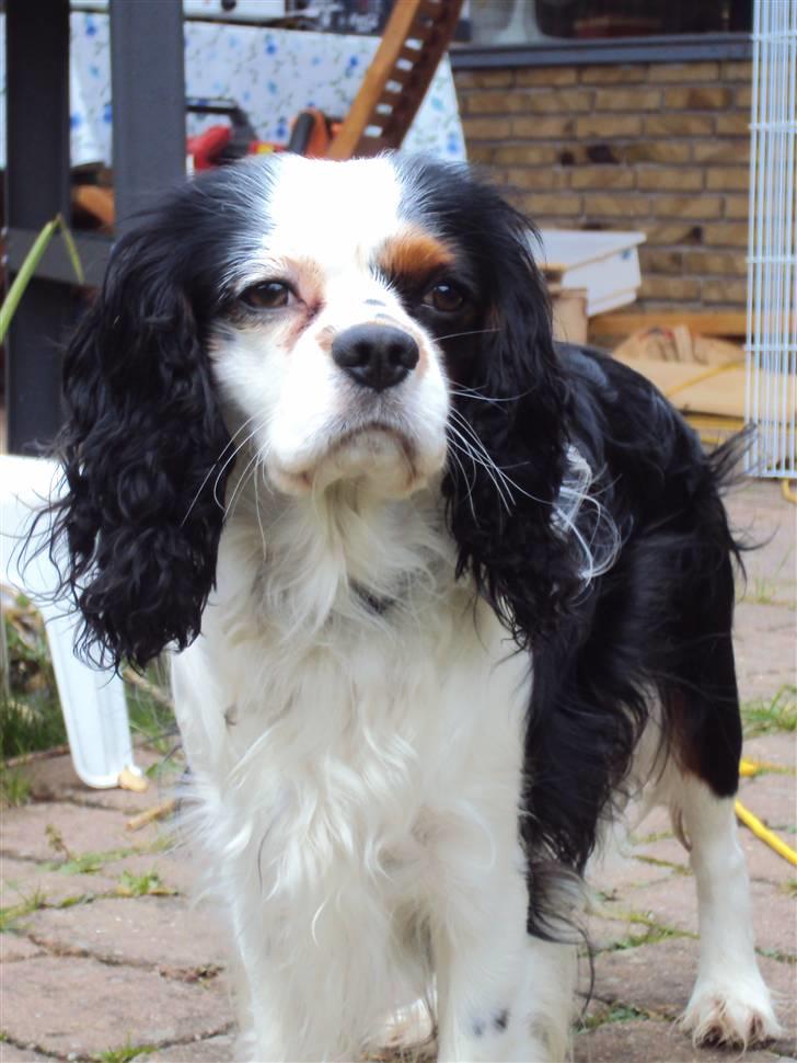 Cavalier king charles spaniel Albert  billede 14