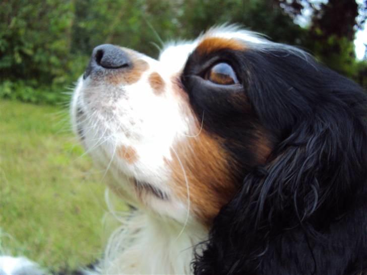 Cavalier king charles spaniel Albert  billede 15