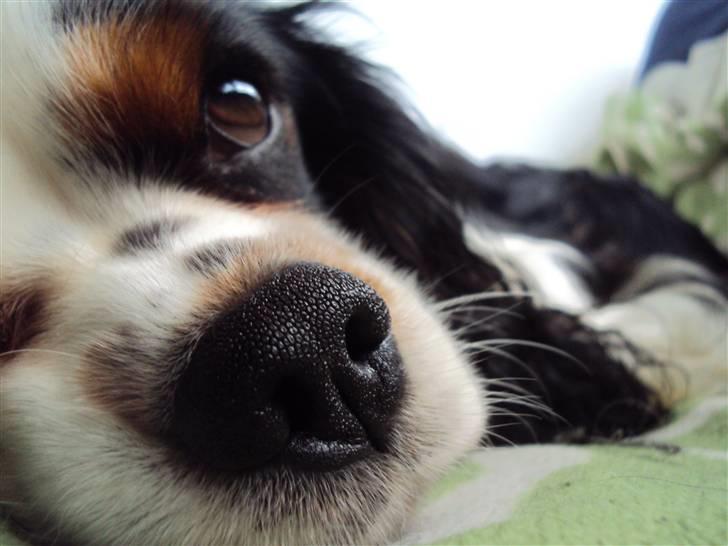 Cavalier king charles spaniel Albert  billede 16