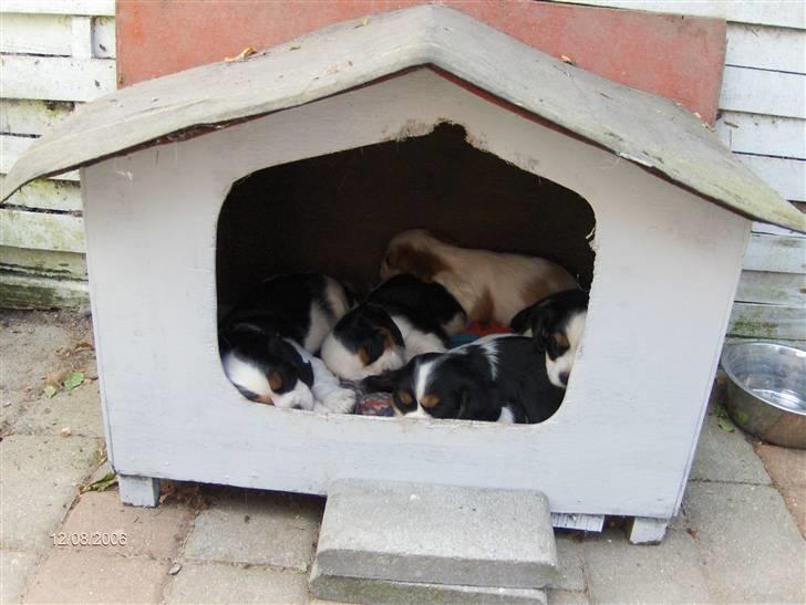 Cavalier king charles spaniel Albert  - Søskende (; billede 17