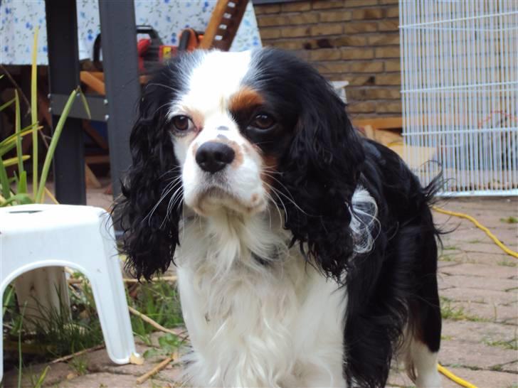 Cavalier king charles spaniel Albert  billede 18