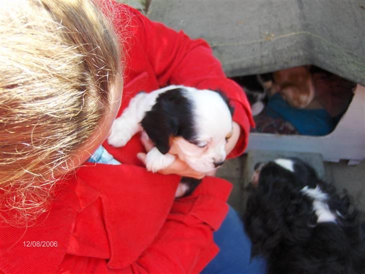 Cavalier king charles spaniel Albert  - ´´er du min nye søster´´? d: billede 19