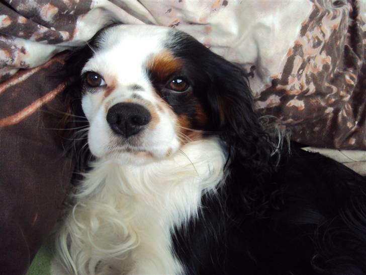 Cavalier king charles spaniel Albert  - Godnat! Nu vil jeg sove.. Læg en kommentar (; billede 20