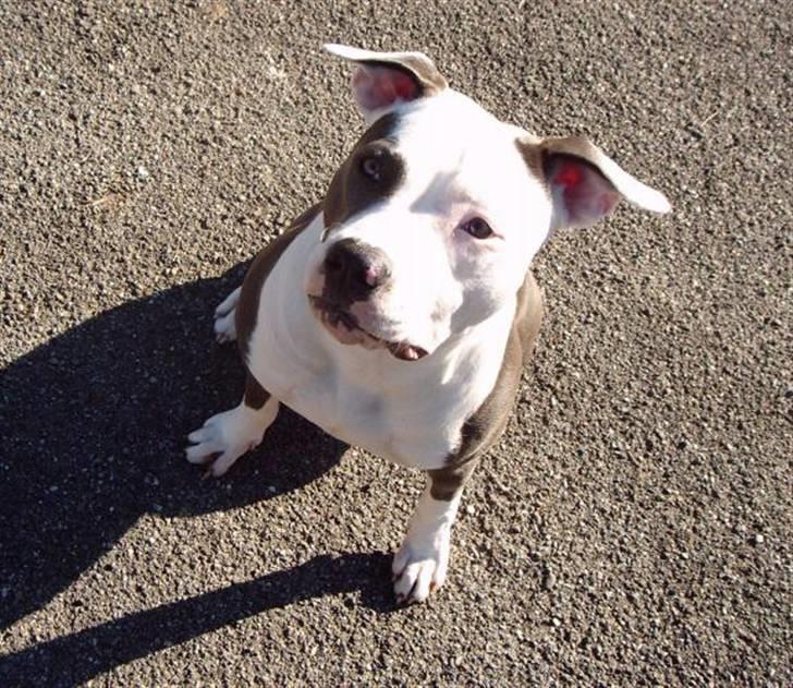 Amerikansk staffordshire terrier ~'Chelsea'~ - fars pige billede 1