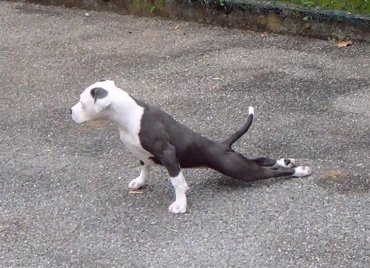 Amerikansk staffordshire terrier ~'Chelsea'~ billede 2