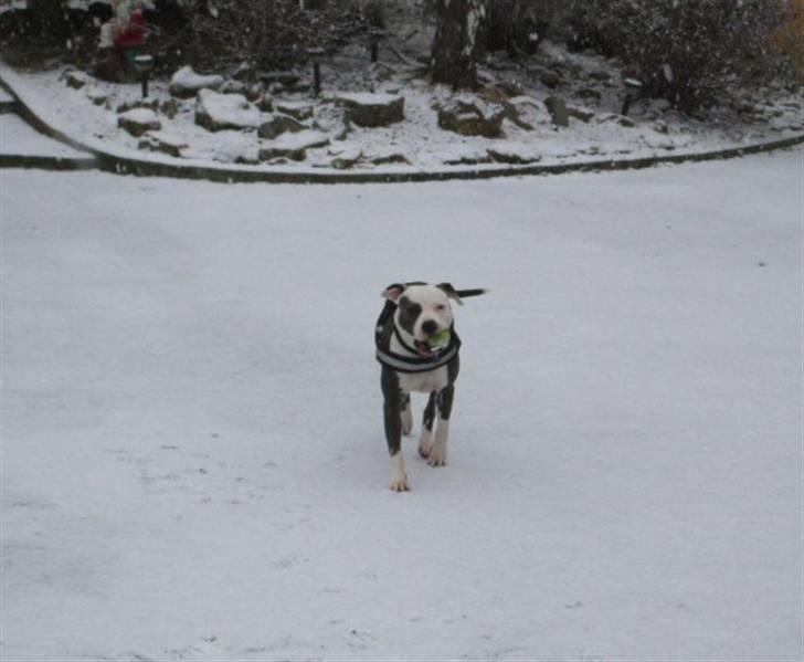 Amerikansk staffordshire terrier ~'Chelsea'~ billede 3