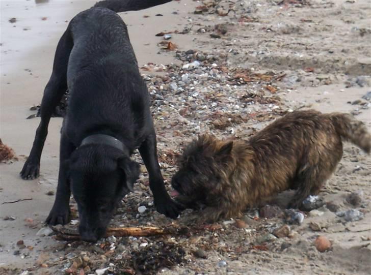 Cairn terrier Cairn-Bechgaard`s Loke - På stranden med min bedste ven Thor billede 3