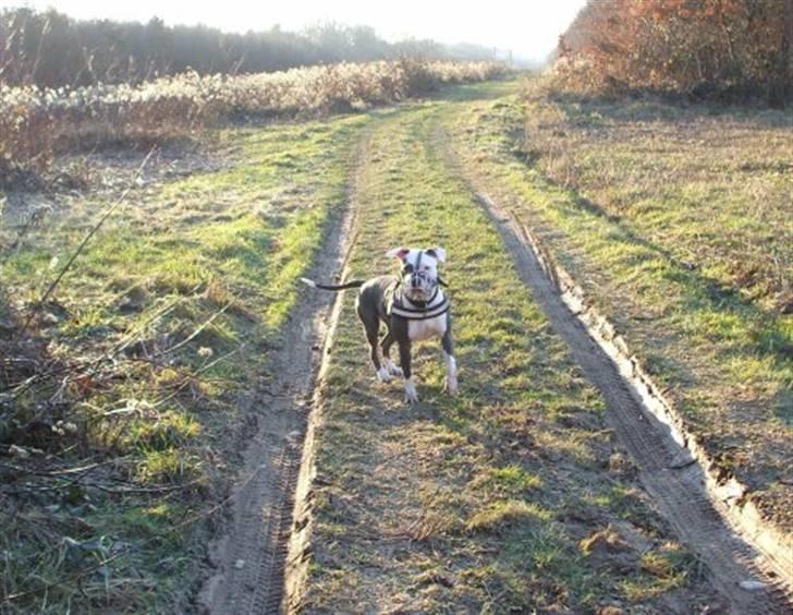 Amerikansk staffordshire terrier ~'Chelsea'~ billede 4