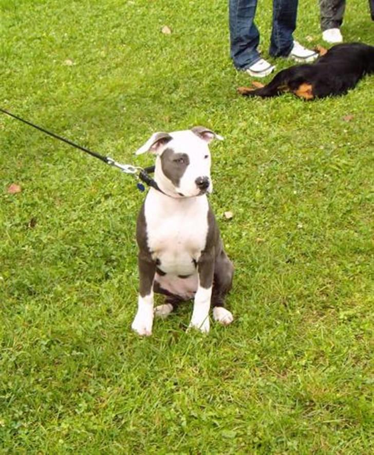 Amerikansk staffordshire terrier ~'Chelsea'~ billede 5