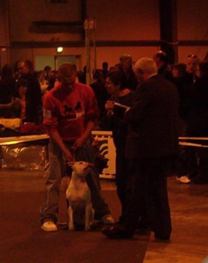 Amerikansk staffordshire terrier ~'Chelsea'~ billede 6