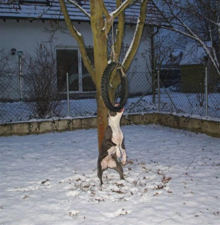 Amerikansk staffordshire terrier ~'Chelsea'~ billede 7