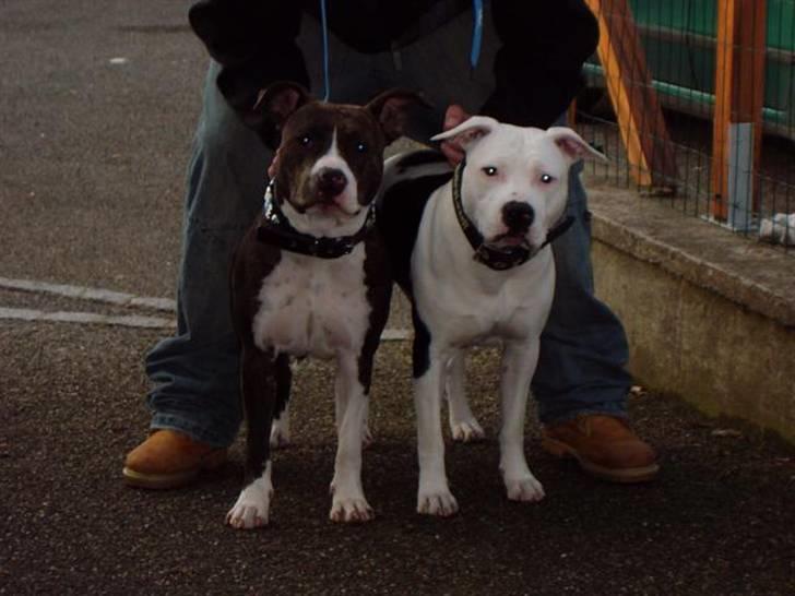 Amerikansk staffordshire terrier ~'Chelsea'~ - chelsea´s forældre billede 8