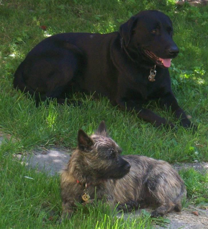 Cairn terrier Cairn-Bechgaard`s Loke - Lige en "slapper" i haven sammen med Thor. billede 7