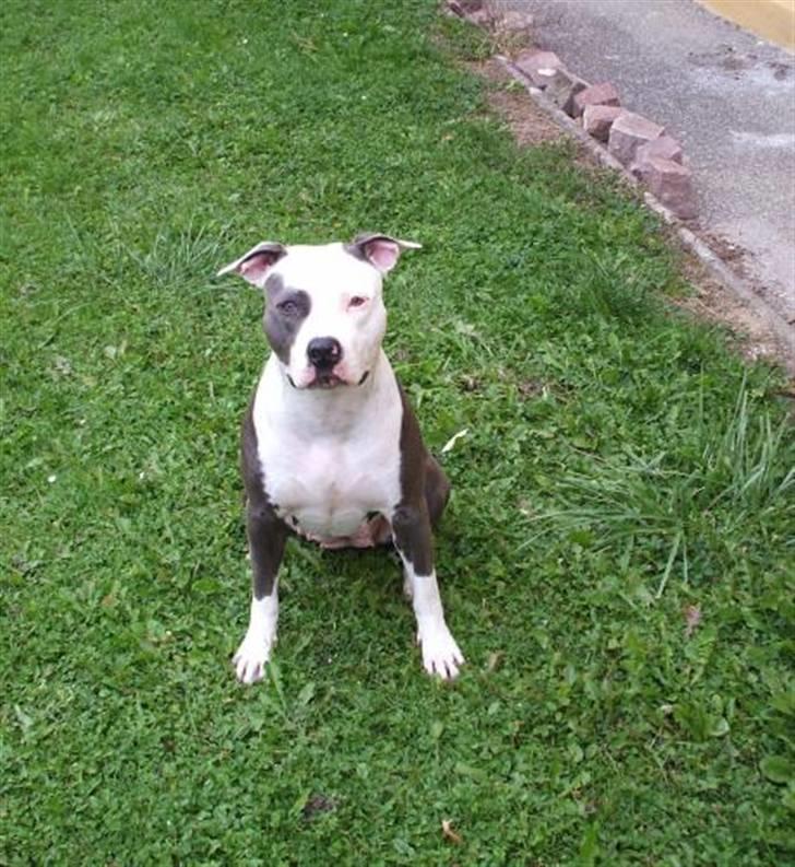 Amerikansk staffordshire terrier ~'Chelsea'~ billede 9