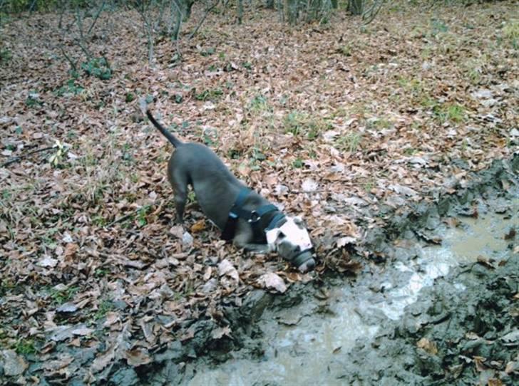 Amerikansk staffordshire terrier ~'Chelsea'~ billede 10