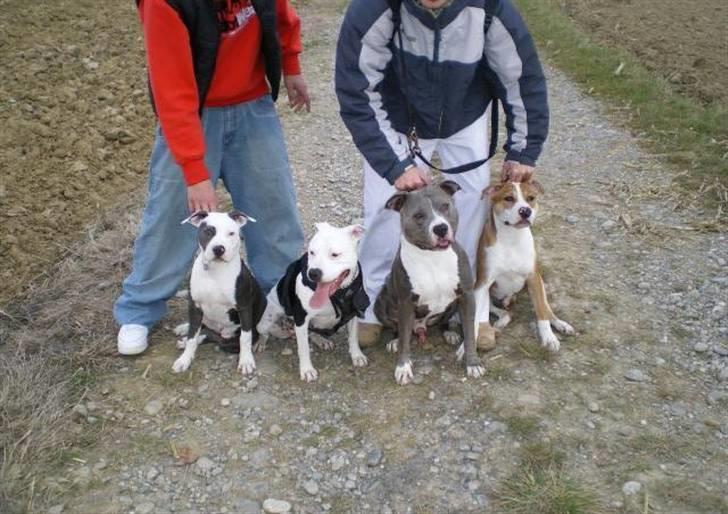 Amerikansk staffordshire terrier ~'Chelsea'~ - chelsea og hendes legekammerater billede 11