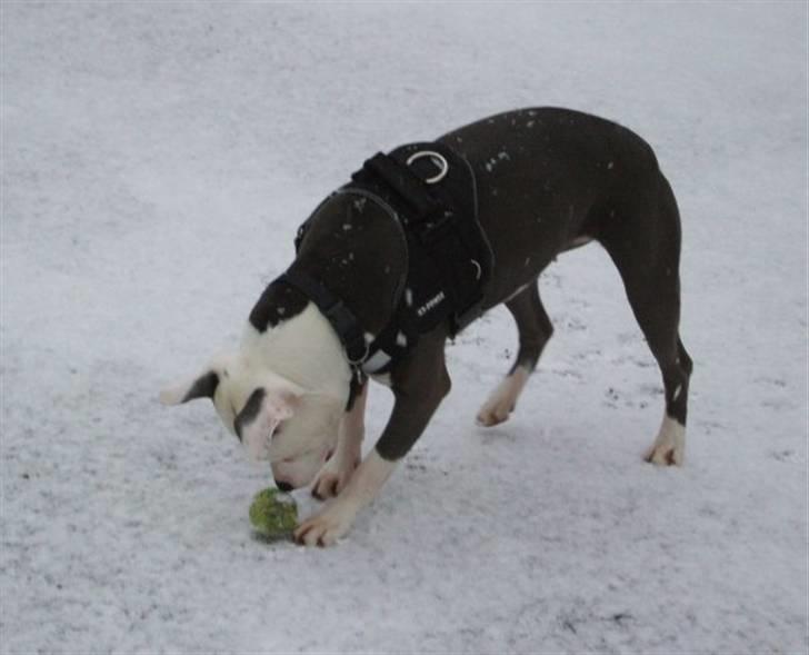 Amerikansk staffordshire terrier ~'Chelsea'~ billede 12