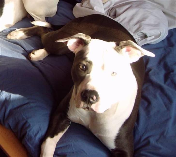 Amerikansk staffordshire terrier ~'Chelsea'~ billede 13