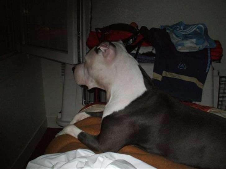 Amerikansk staffordshire terrier ~'Chelsea'~ billede 14