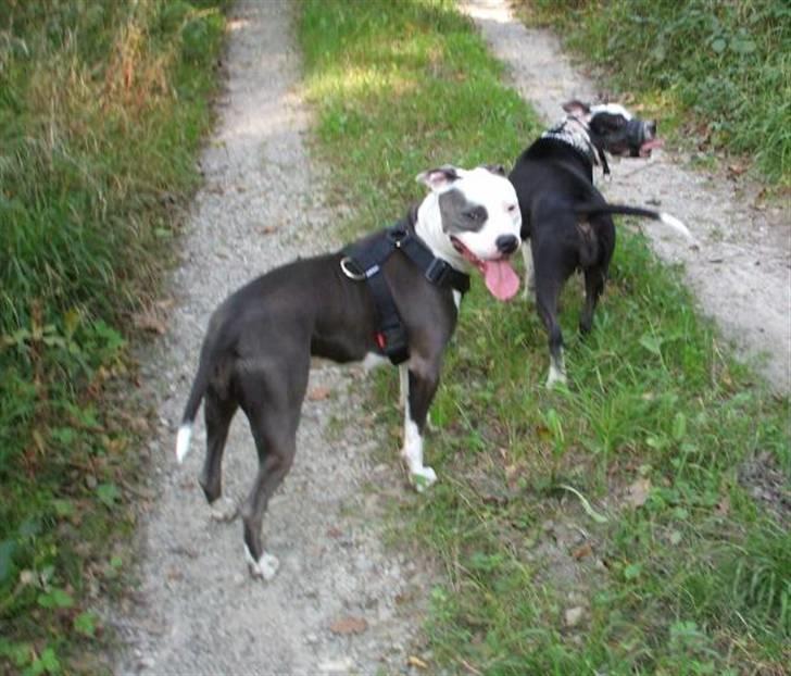 Amerikansk staffordshire terrier ~'Chelsea'~ billede 15