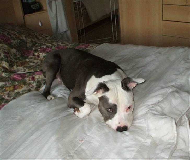 Amerikansk staffordshire terrier ~'Chelsea'~ billede 16