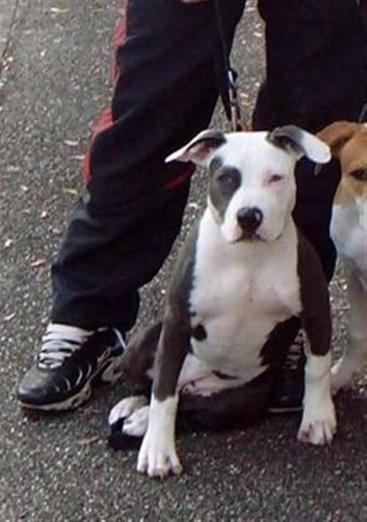 Amerikansk staffordshire terrier ~'Chelsea'~ billede 17