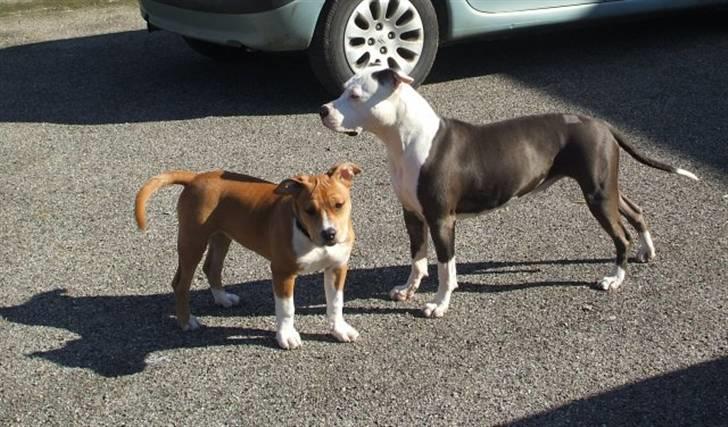 Amerikansk staffordshire terrier ~'Chelsea'~ billede 18