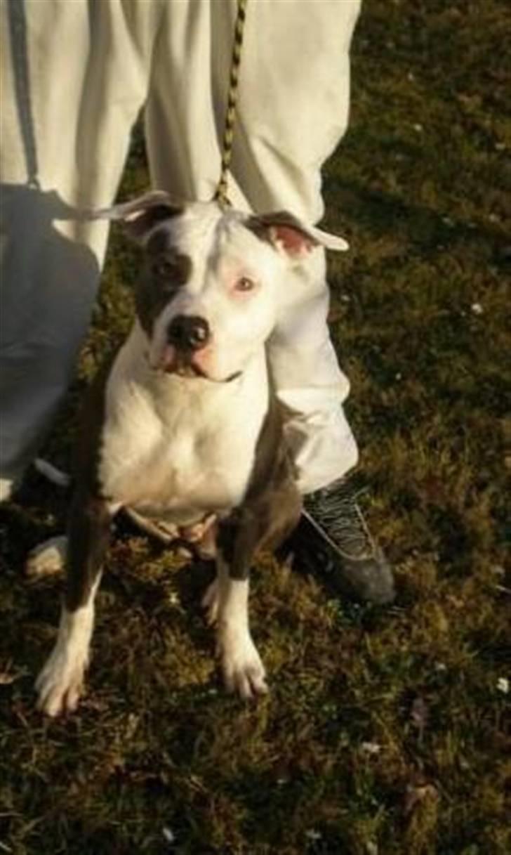 Amerikansk staffordshire terrier ~'Chelsea'~ billede 19