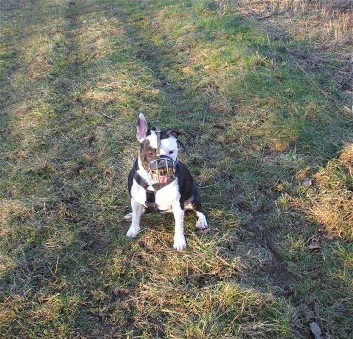 Amerikansk staffordshire terrier ~'Chelsea'~ billede 20