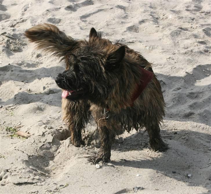 Cairn terrier Cairn-Bechgaard`s Loke - Sand mellem "tæerne", det kan bruges. billede 14